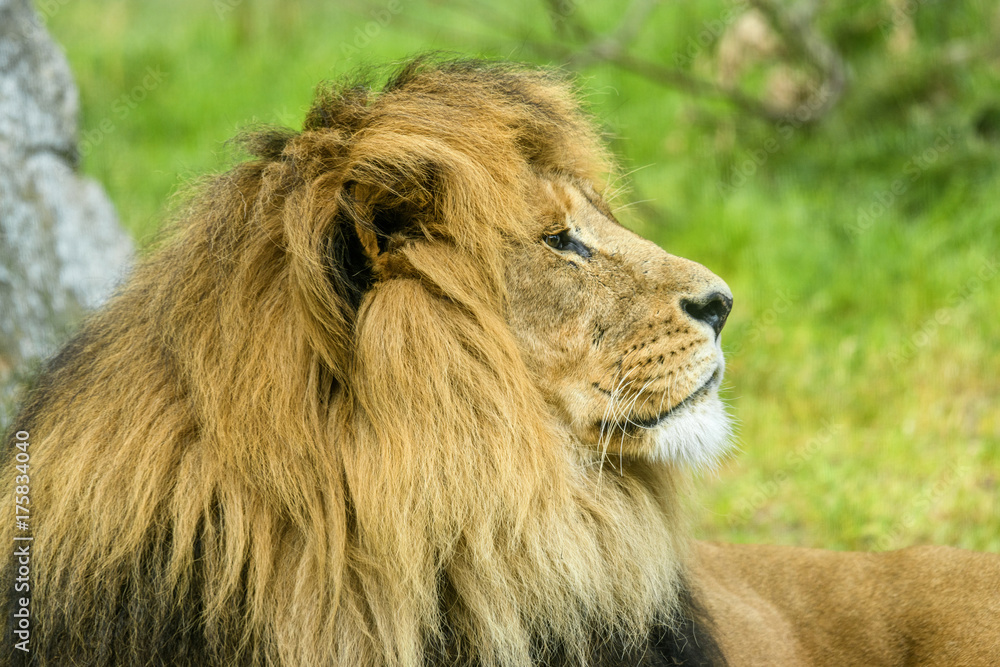 Male Lion with a large mane lying on a field Male Lion with a large mane lying on a field