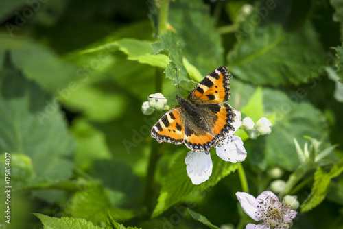 Canvas Print Orange Tortoiseshell butterfly on white flowers