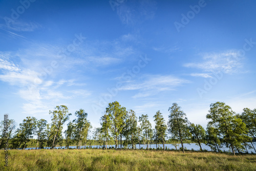Trees in front of a lake in the summer