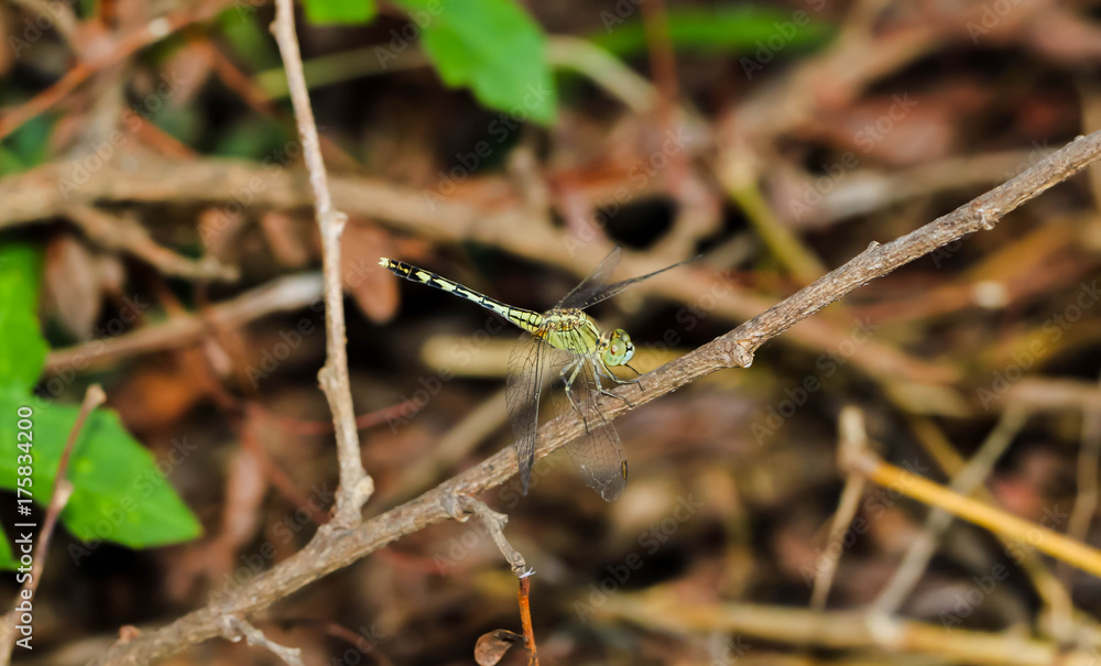 Light Green Dragonfly on a grass on the brown plant Light Green Dragonfly on a grass on the brown plant