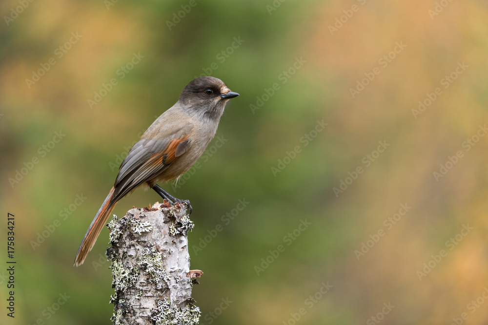 Fototapeta premium Siberian jay, Perisoreus infaustus