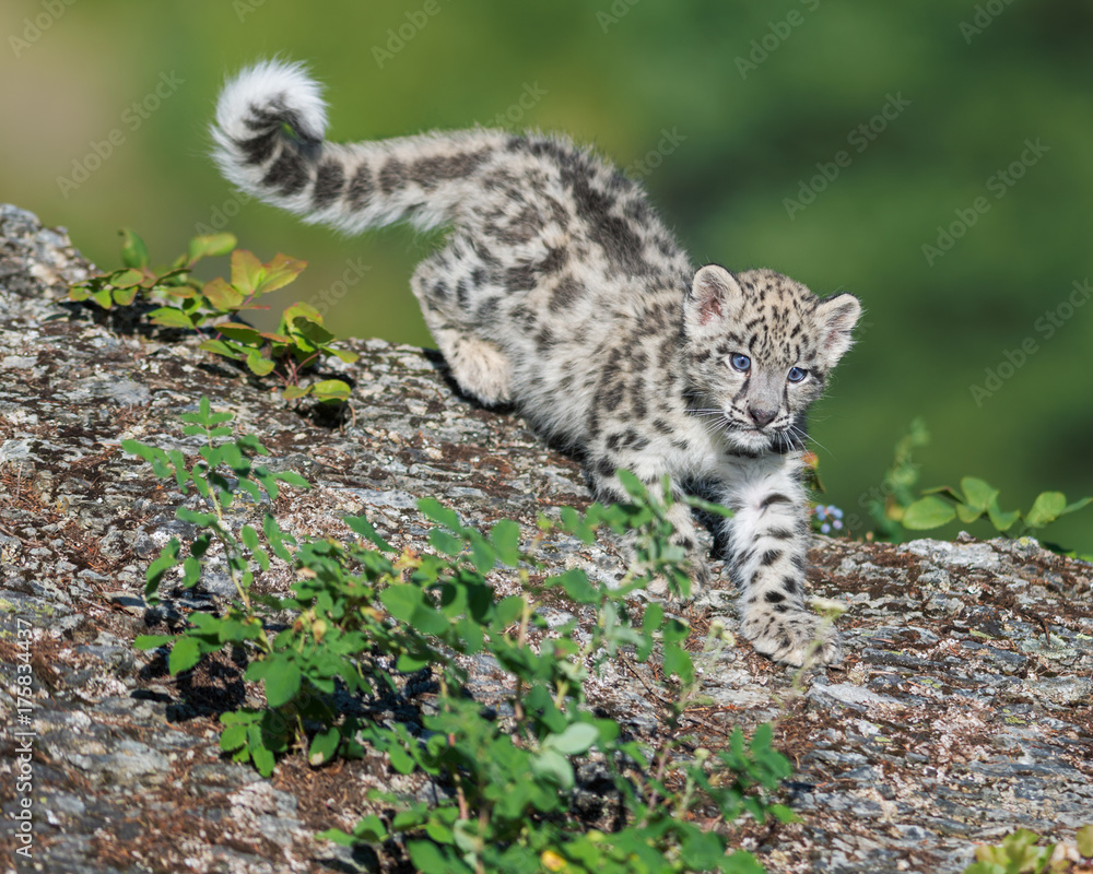 Obraz premium Snow Leopard Kitten descending rocky surface in the woods