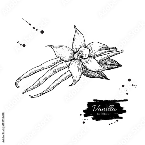 Vanilla flower and bean stick vector drawing. Hand drawn sketch 