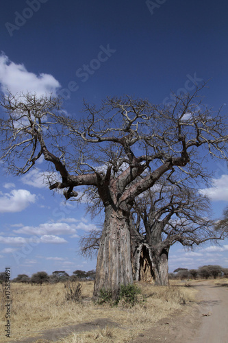 Alte Baobab Bäume, Tansania, Ostafrika
