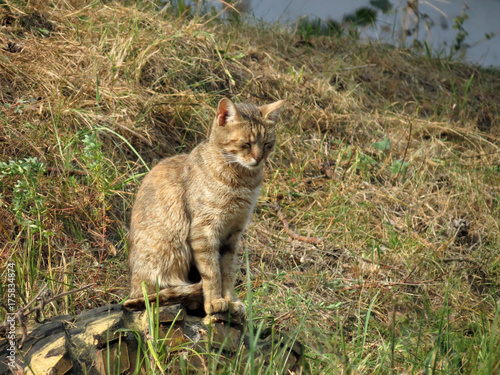 кошка photo