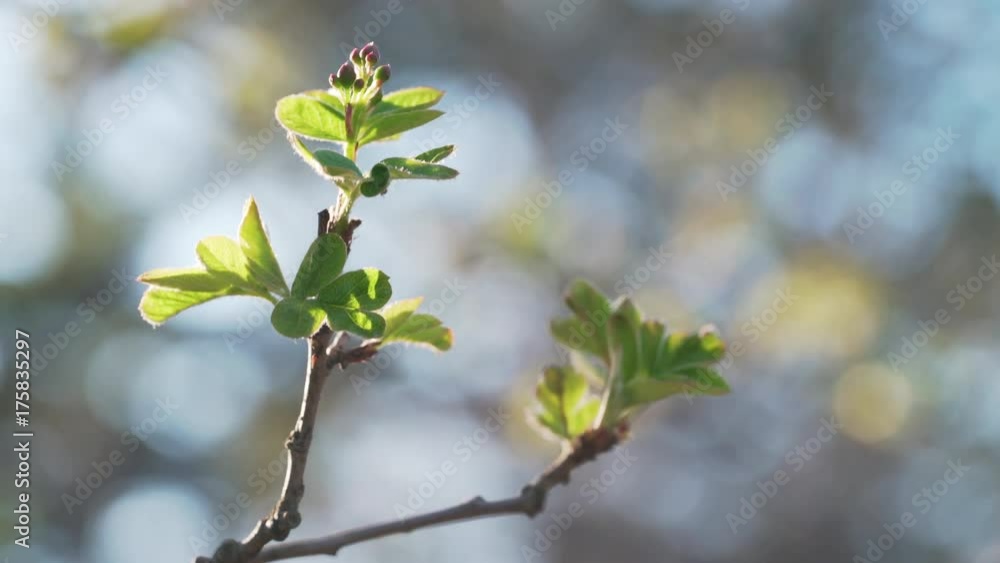 Handheld shot of spring buds and leaves in sunny morning closeup Handheld shot of spring buds and leaves in sunny morning closeup