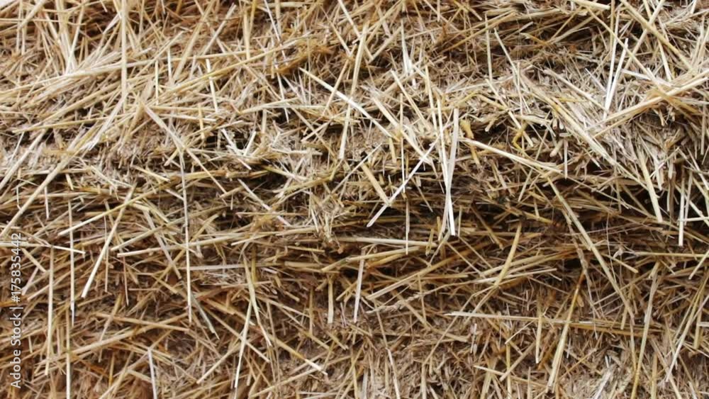 Form for farm animals for the winter.Large stack of hay or straw close up view Form for farm animals for the winter.Large stack of hay or straw close up view