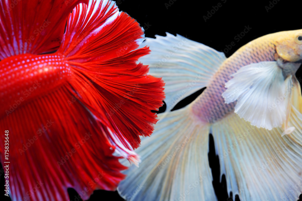 etta Siamese fighting fish etta Siamese fighting fish