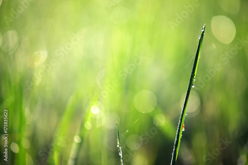 bokeh of morning dew drop on green grass
