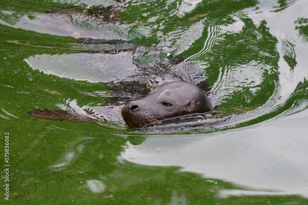 Obraz premium Harbor seal in the water
