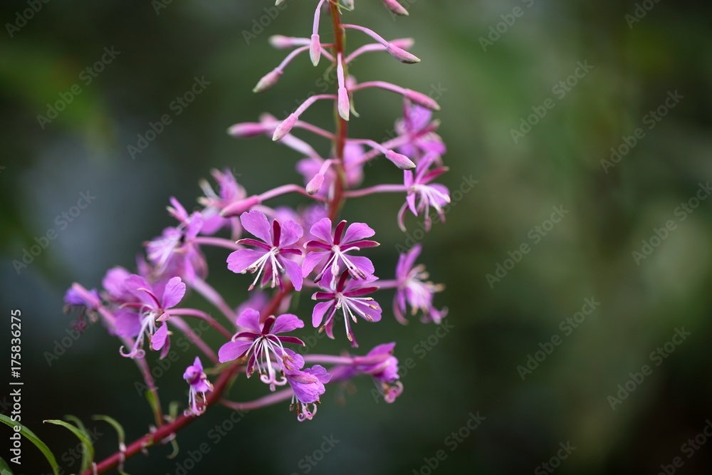 Fireweed Fireweed