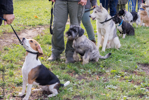 Canvas Print Group of dogs with owners at obedience class