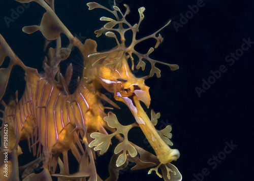 Leafy seadragon a beautiful and elegant creature you can only found along the southern and western coasts of Australia
