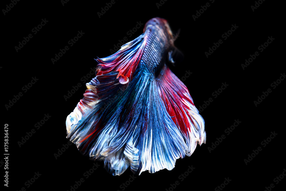 betta fish, siamese fighting fish in thailand isolated on black background betta fish, siamese fighting fish in thailand isolated on black background