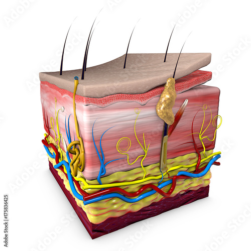 Foto Sezione pelle corpo umano, anatomia, sezione 3d della pelle umana