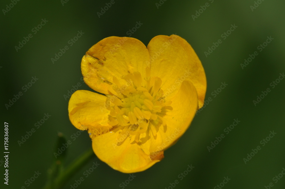 Obraz premium Fleur jaune