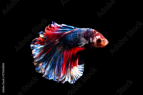 betta fish, siamese fighting fish in thailand isolated on black background