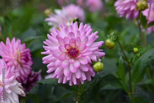 Fototapeta Naklejka Na Ścianę i Meble -  Dahlia mauve en été au jardin