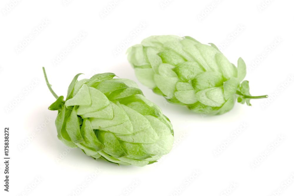 Hop cones isolated on white background closeup Hop cones isolated on white background closeup