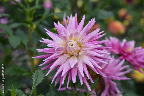 Fototapeta Naklejka Na Ścianę i Meble -  Dahlia cactus rose en été au jardin