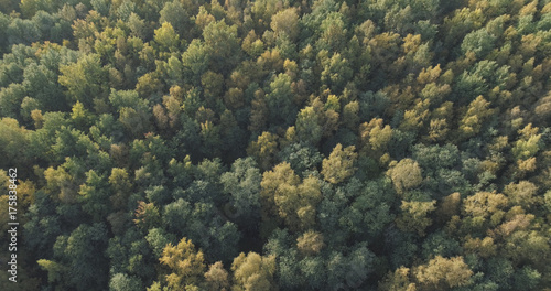 Aerial view of autumn trees in forest in september