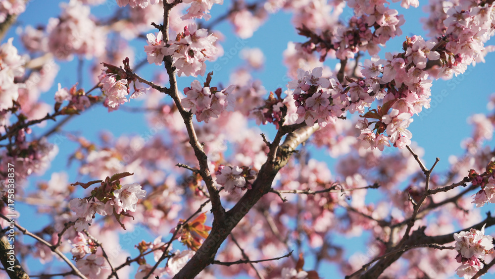 beautiful sakura cherry tree blossom against blue sky beautiful sakura cherry tree blossom against blue sky