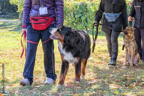 Fototapeta Naklejka Na Ścianę i Meble -  dog walking near its owner's legs during dog obedience course