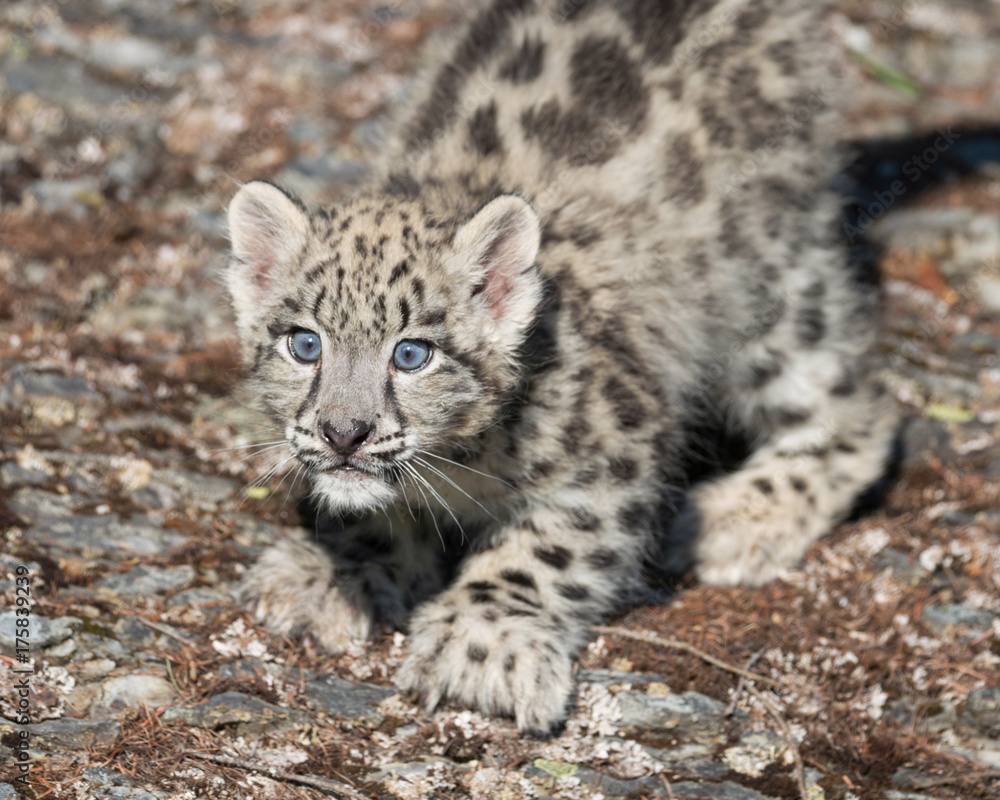 Fototapeta premium Snow Leopard Kitten on rocky surface