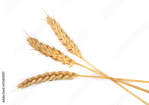 three ears of wheat isolated on white background. Top view