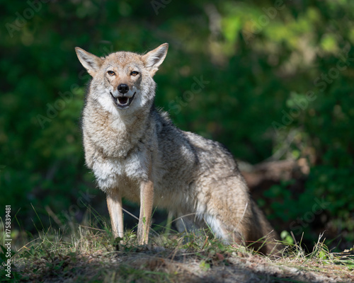 Female adult coyote (Canis latrans) standing in beam of light shining through the forest