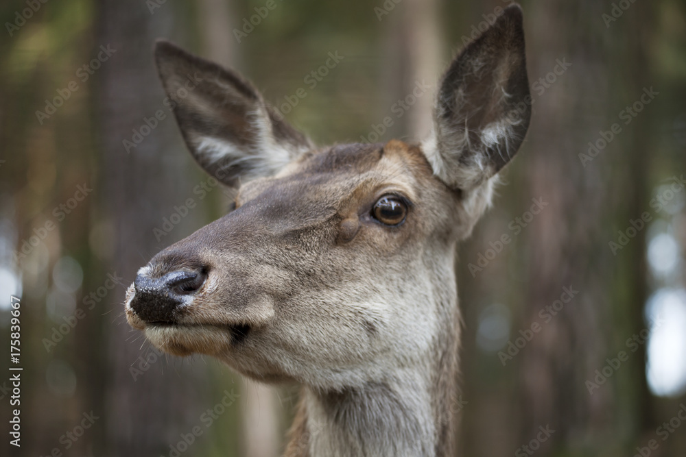 Rotwild Weibchen Kopf