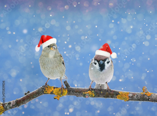 two little funny birds sitting on a branch in winter in the snow in red Christmas hats