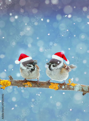 two little funny birds sitting on a branch in winter in the snow in red Christmas hats