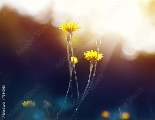 yellow flowers of a dandelion are growing on the summer meadow bathed in llight