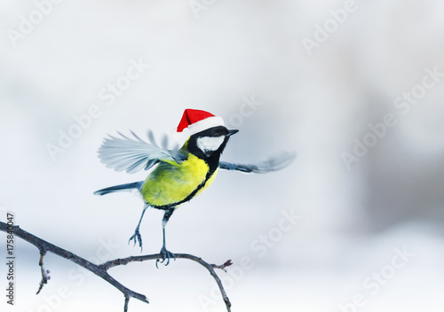  funny little bird in a red cap dancing on a branch on a Christmas card