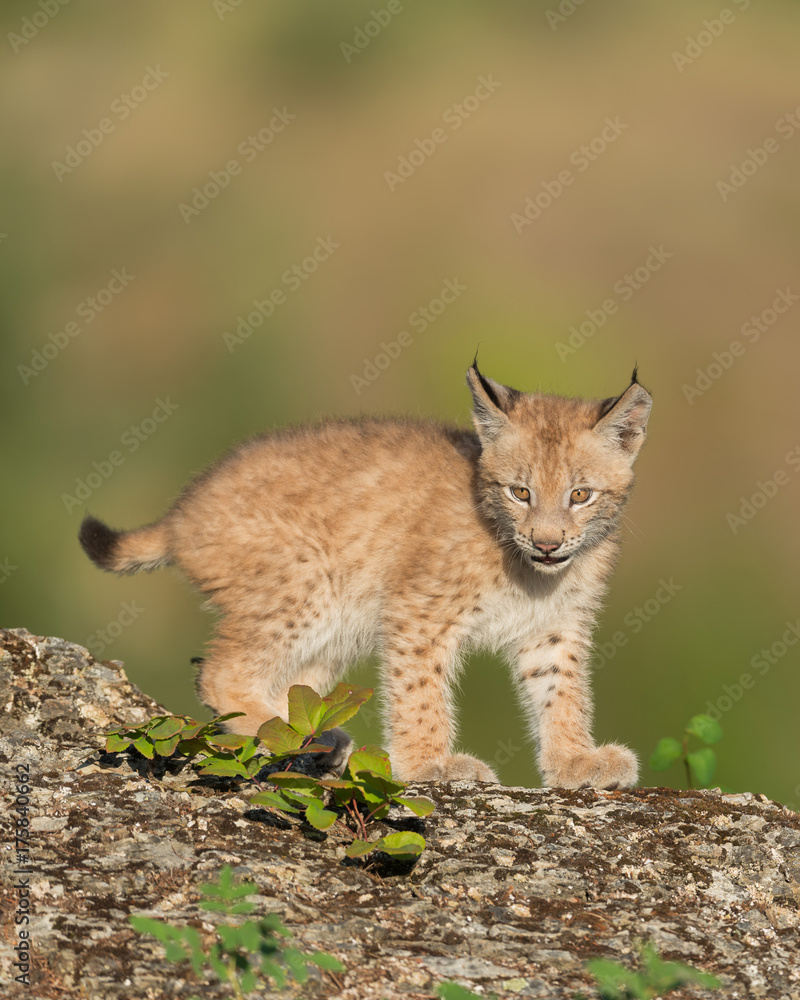 Fototapeta premium Siberian lynx Single Siberian lynx kitten (Lynx lynx wrangeli)