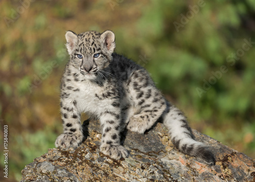 Single snow leopard cub (Panthera uncia)