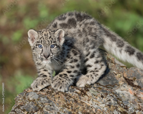 Single snow leopard cub (Panthera uncia) posing on rocky surface in the woods © gnagel