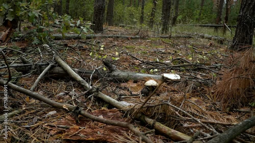 The camera moves along the forest floor through the branches, needles and mushrooms The camera moves along the forest floor through the branches, needles and mushrooms