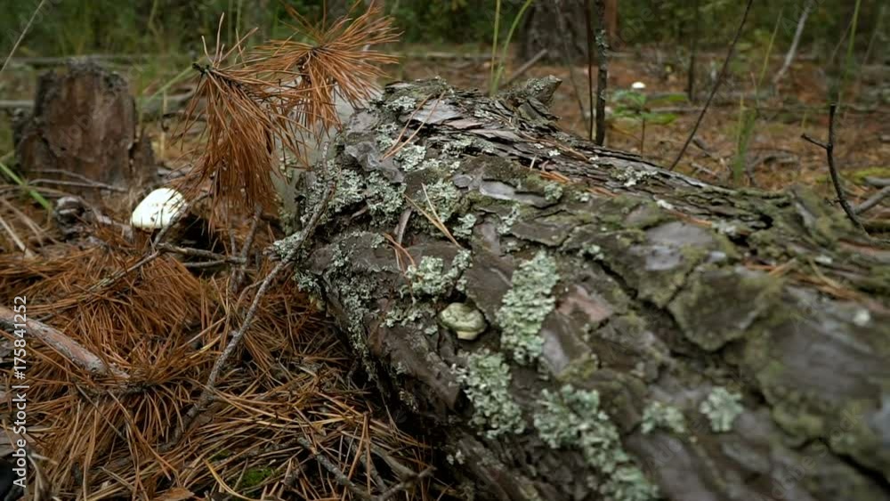 Forest floor. Old tree decomposes under the influence of lichens and fungi Forest floor. Old tree decomposes under the influence of lichens and fungi