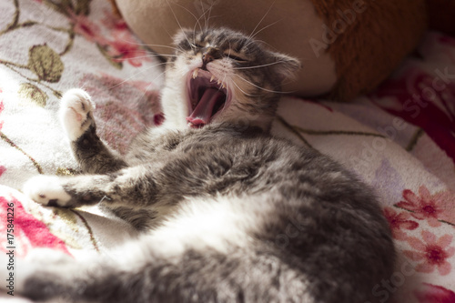 Grey cat Scottish breed lying on the bed and yawns. Sleepy cat