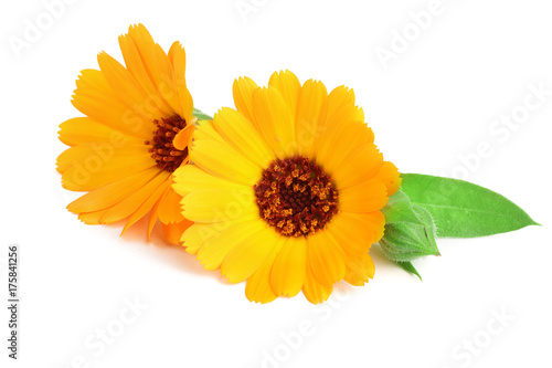 Calendula. Marigold flower with leaf isolated on white background