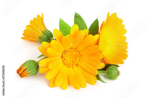 Fototapeta Naklejka Na Ścianę i Meble -  Calendula. Marigold flower with leaf isolated on white background
