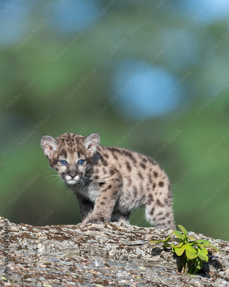 Mountain lion cub on rocky ledge Mountain lion cub on rocky ledge