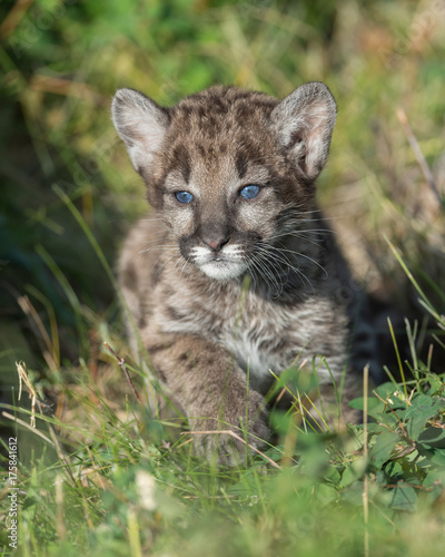 Mountain lion cub running in the grass © gnagel