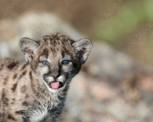Εκτύπωση καμβά Mountain lion cub with tongue sticking out