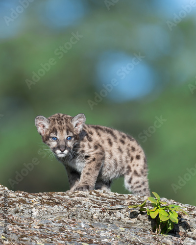 Mountain lion cub on rocky ledge © gnagel