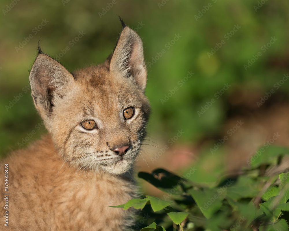 Fototapeta premium Siberian lynx kitten