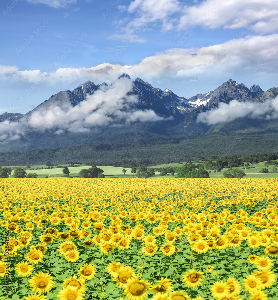 Field of sunflowers against the background of a mountains.