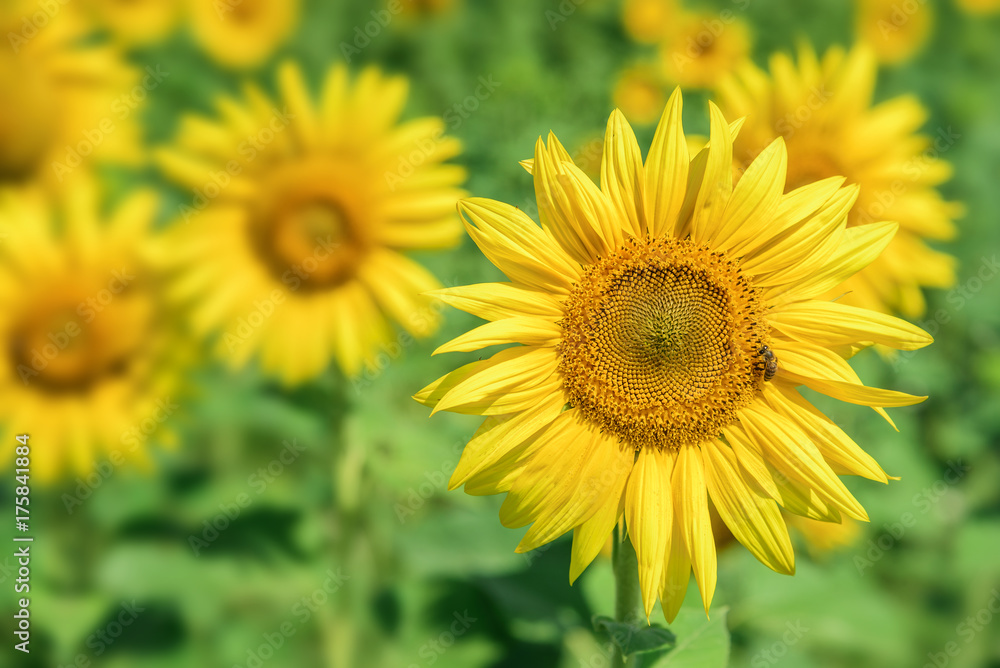 Sunflowers field landscape.